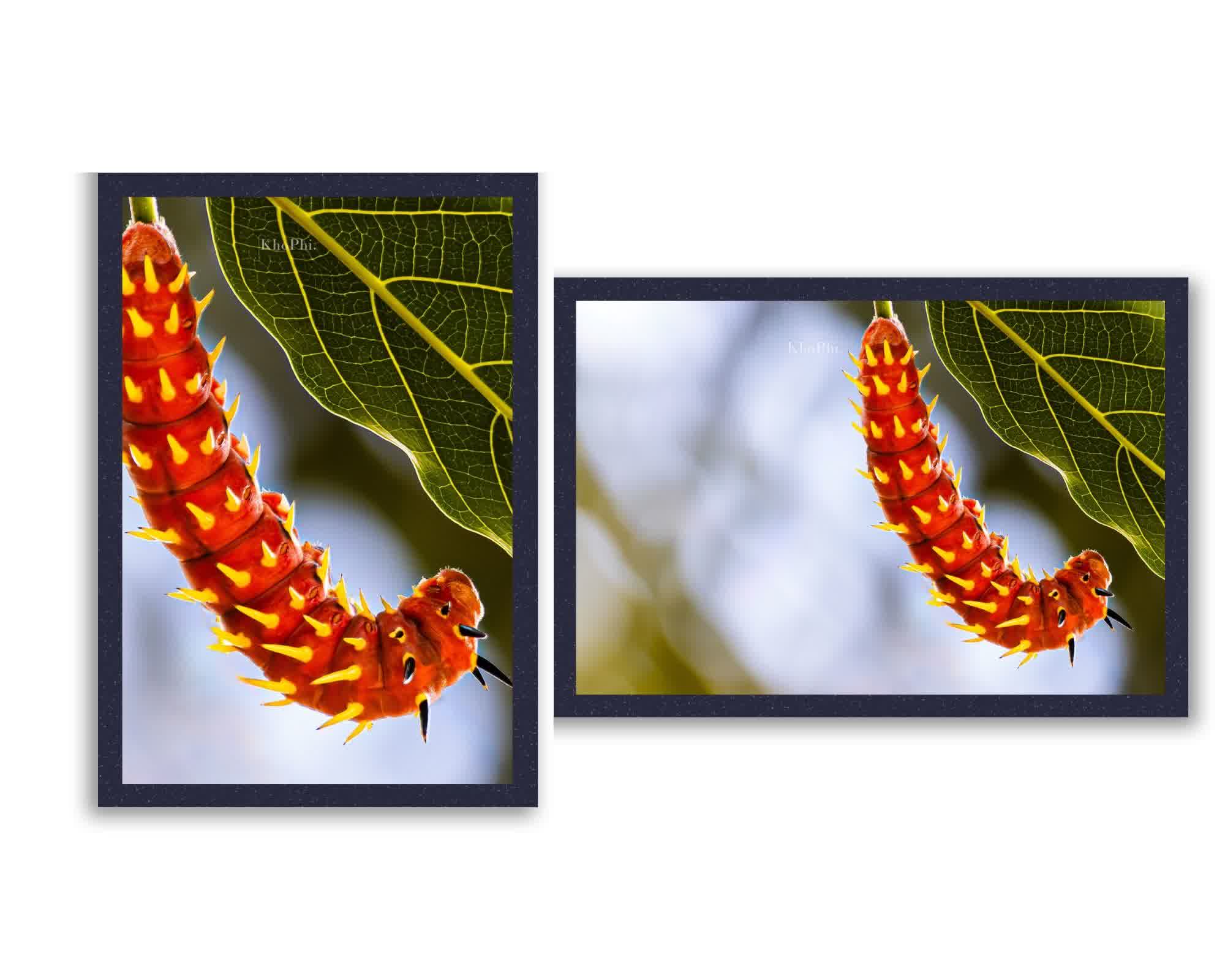 Hanging in There Caterpillar