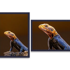 'Side Eye' Lizard - Wall-Climbing Beauty