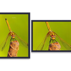 Wings of Enchantment