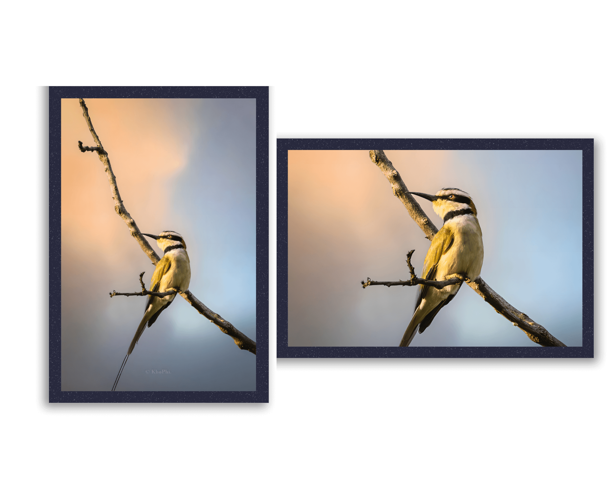 White-throated bee-eater