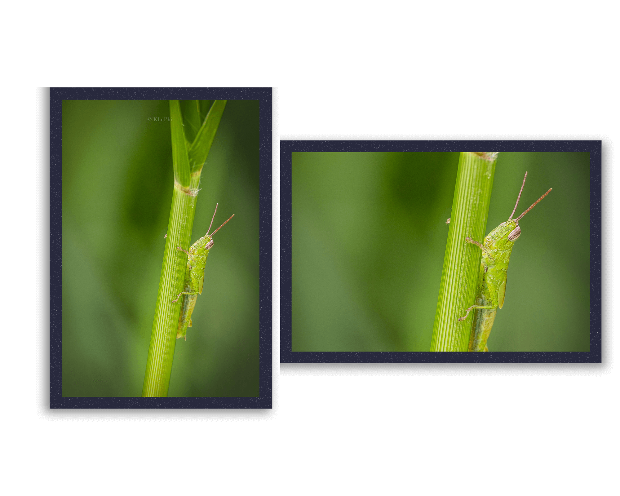 grasshopper on leaf
