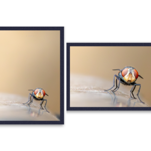 Housefly on a trashcan