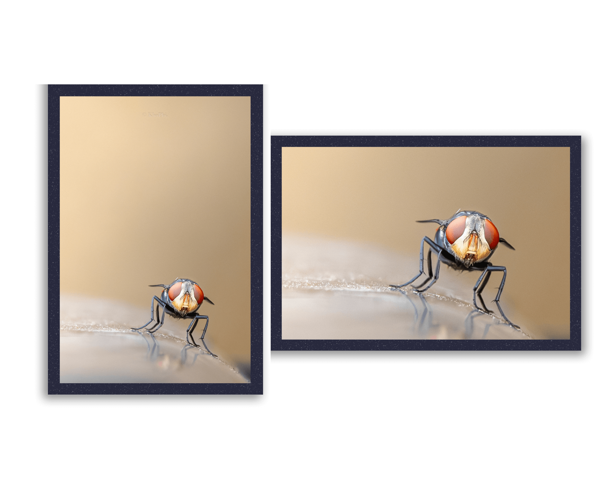 Housefly on a trashcan