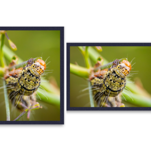 caterpillar on leaf