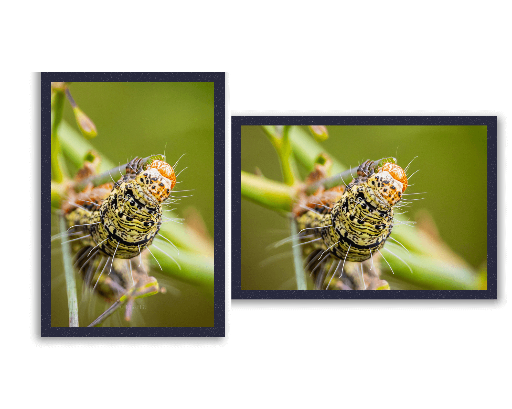 caterpillar on leaf
